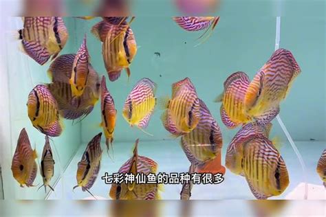 神仙魚品種|神仙鱼